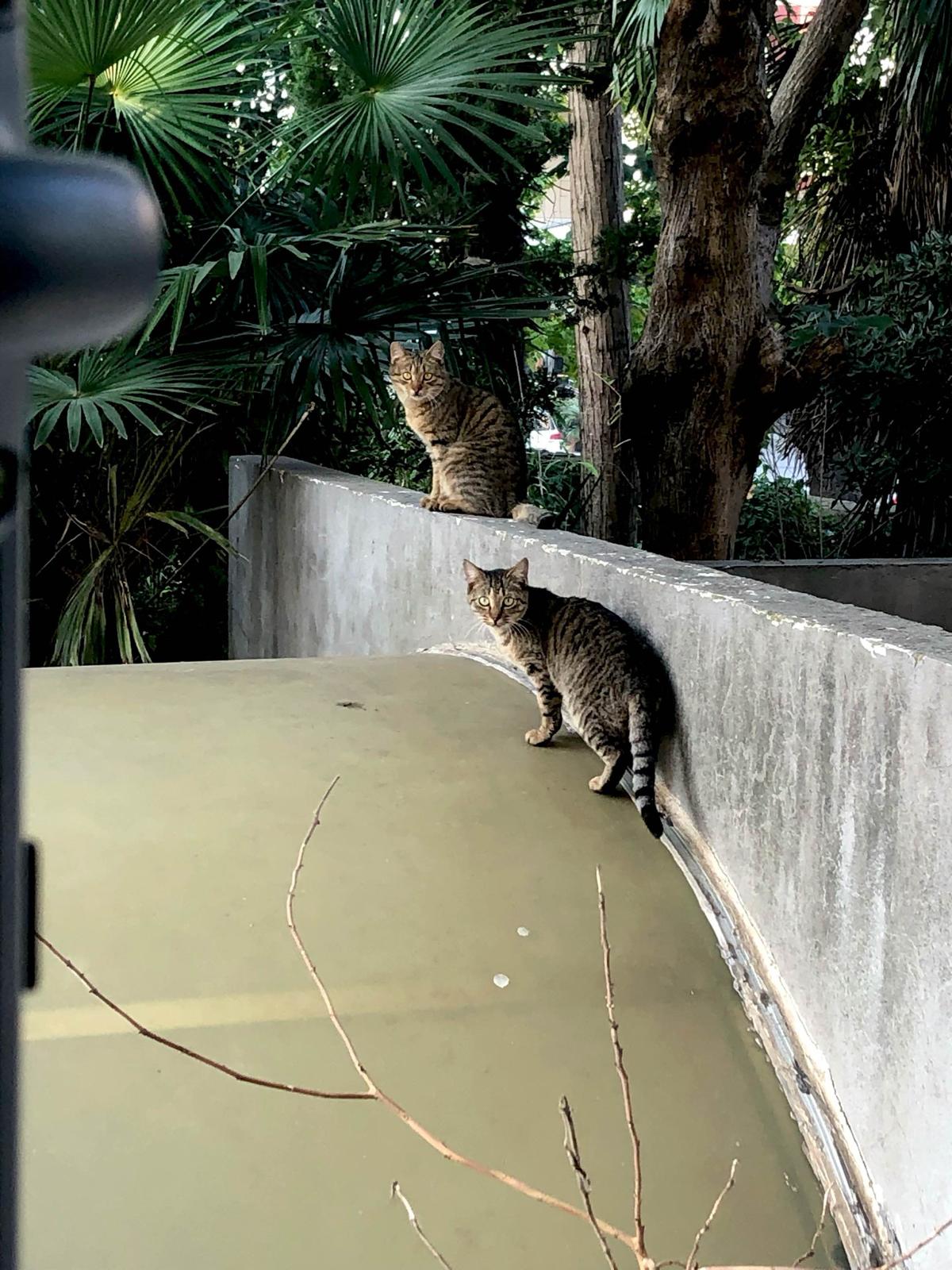 Cats on a wall