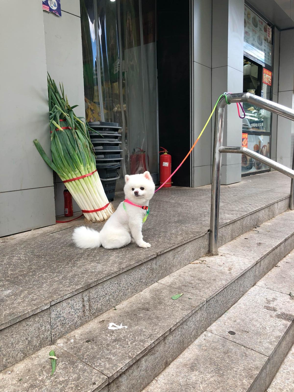 Dog sitting on stairs